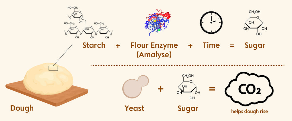 infographic about dough fermentation