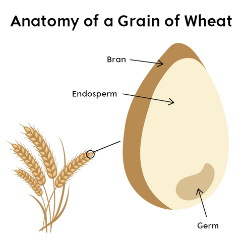 A graphic depicting the anatomy of a grain of wheat: bran, endosperm, and germ are labeled